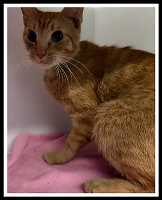 Wally - Domestic Short Hair
