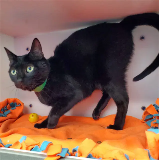 Ninja - Domestic Short Hair