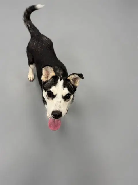 Gherkin - Siberian Husky