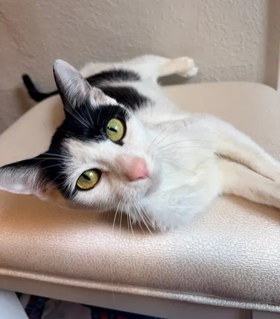 Hermione - Domestic Short Hair