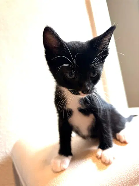 Severus - Domestic Short Hair