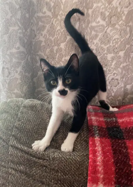 Grand Prairie - Domestic Short Hair