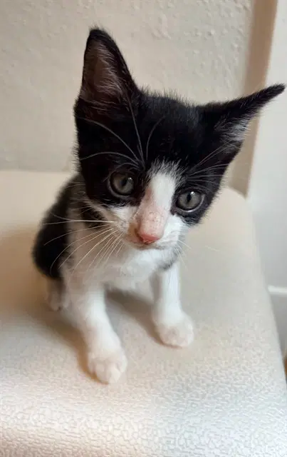 Hedwig - Domestic Short Hair