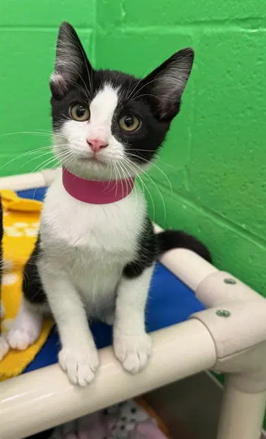Ginny - Domestic Short Hair