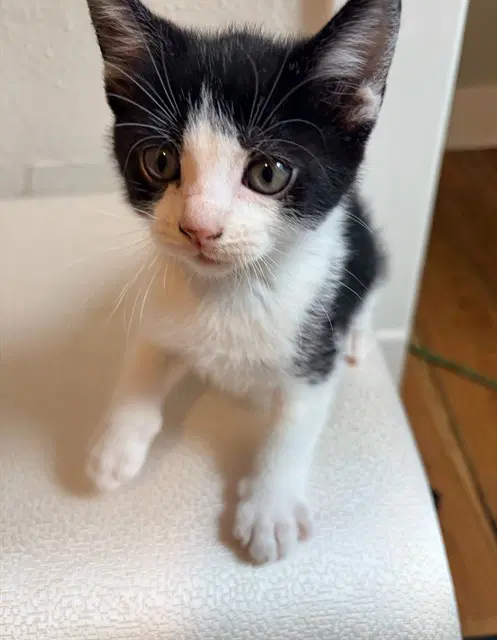 Fred - Domestic Short Hair