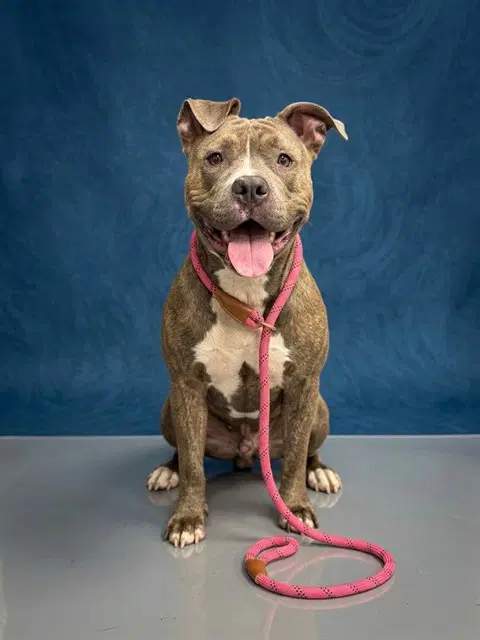 Kelly - Pit Bull Terrier