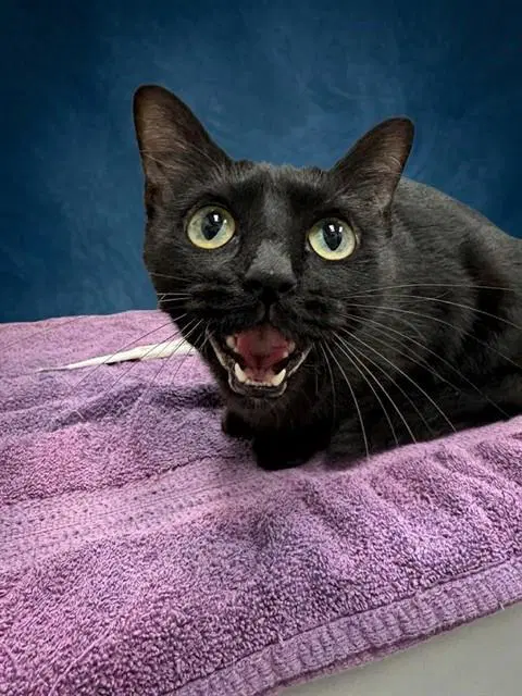 Randi - Domestic Short Hair