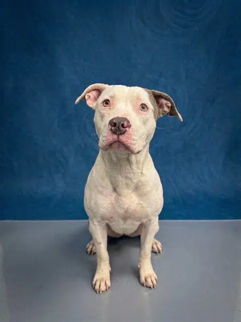 Casey - Pit Bull Terrier