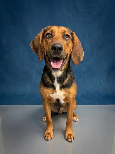 Harold George - Treeing Walker Coonhound