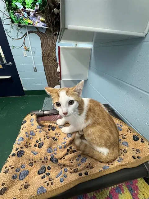Fruit Fly - Domestic Short Hair