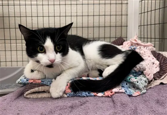 Zhury - Domestic Short Hair