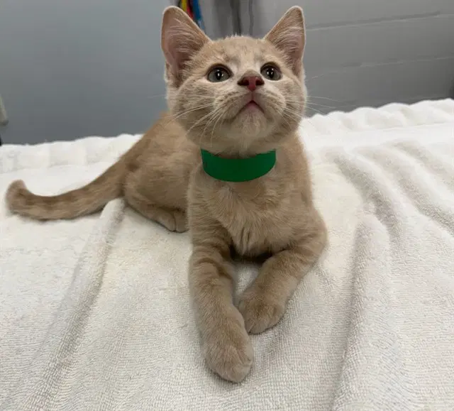 Bernie - Domestic Medium Hair