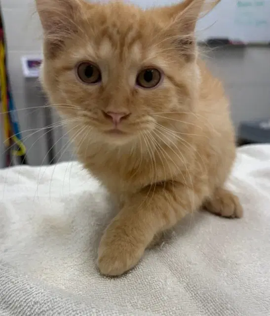 Betty - Domestic Medium Hair