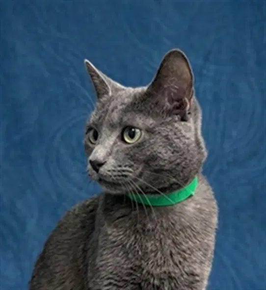 Red Flag - Domestic Short Hair