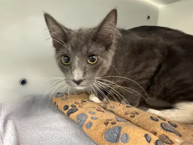 Tik - Domestic Medium Hair