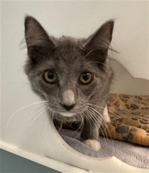 Tok - Domestic Medium Hair