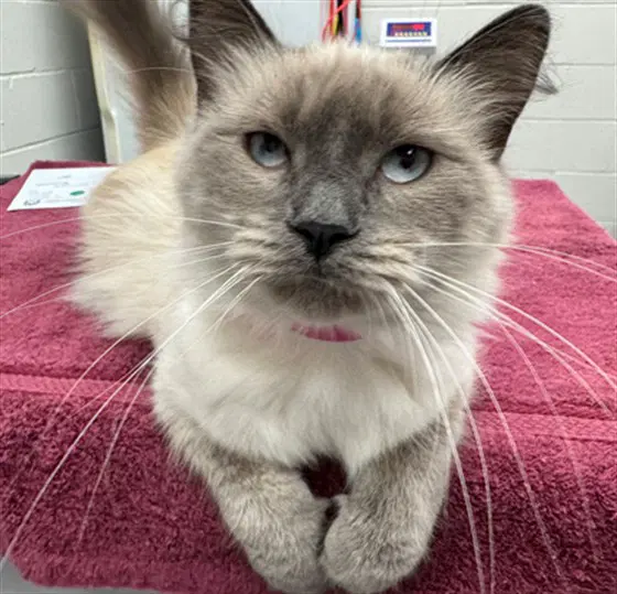Montana - Domestic Long Hair