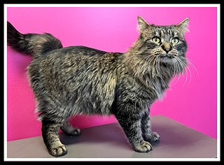 picture of the cat needing adoption