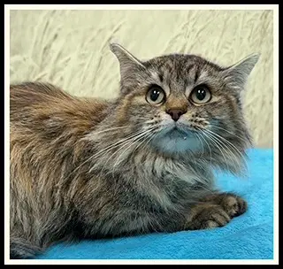 Nordy - Domestic Long Hair
