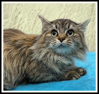 picture of the cat needing adoption