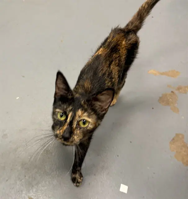 Chamomile - Domestic Short Hair