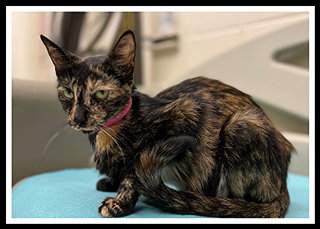 picture of the cat needing adoption