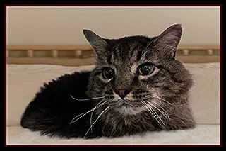 Lily - Domestic Long Hair