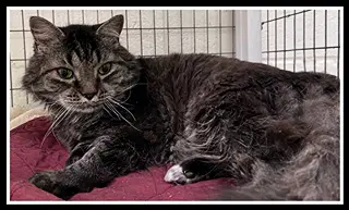 Lionel - Domestic Long Hair