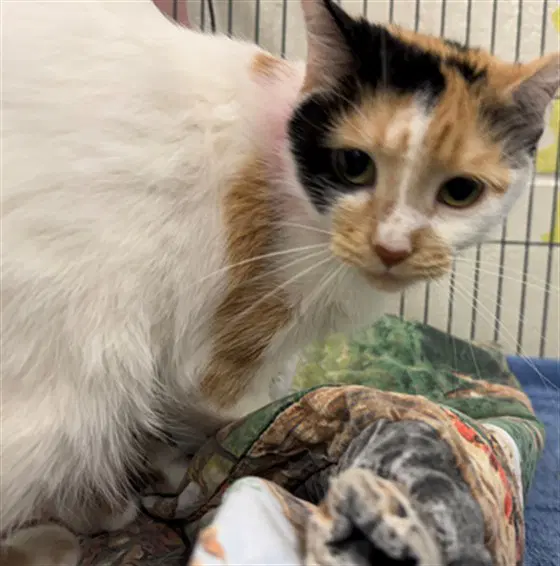 Stella - Domestic Short Hair