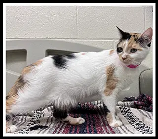 Stella - Domestic Short Hair