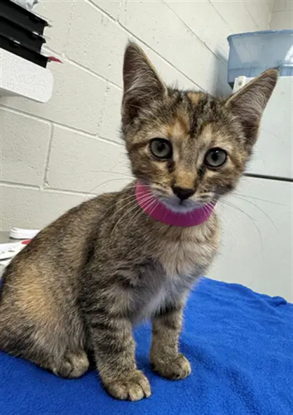 Crayon - Domestic Short Hair