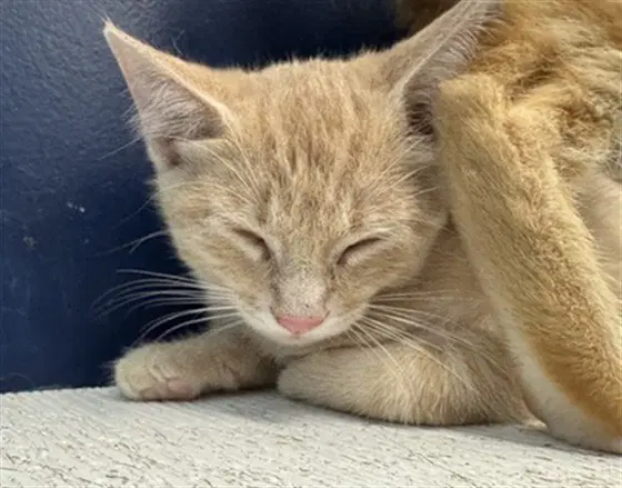 Stapler - Domestic Short Hair