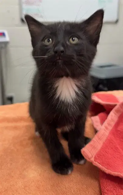 Butterfly Pea - Domestic Short Hair
