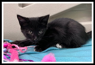 picture of the cat needing adoption