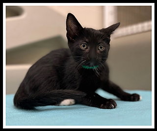 picture of the cat needing adoption