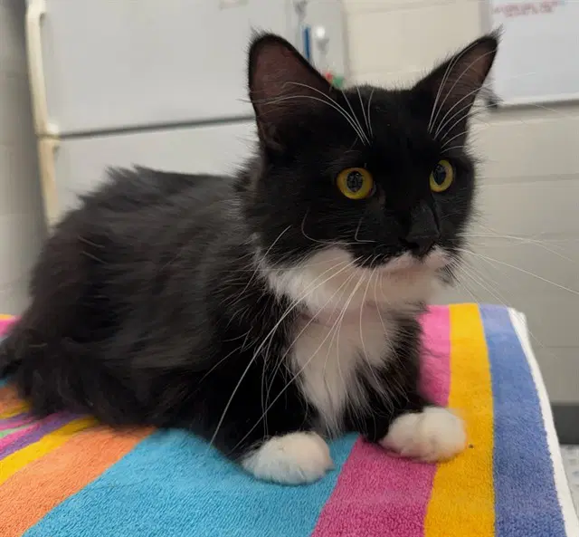Miss Ella - Domestic Medium Hair