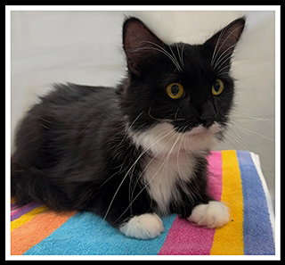 picture of the cat needing adoption