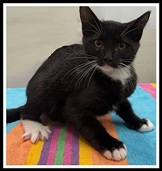 picture of the cat needing adoption