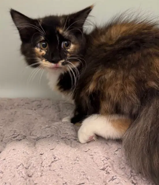 Penelope - Domestic Long Hair