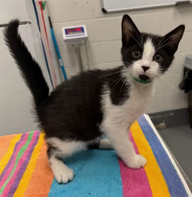 Hickory - Domestic Short Hair