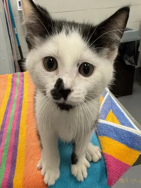 Bramble - Domestic Short Hair