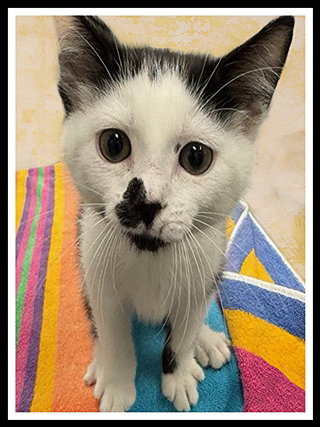 picture of the cat needing adoption