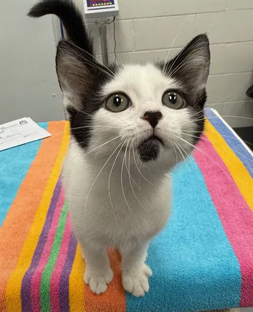 Hallow - Domestic Short Hair