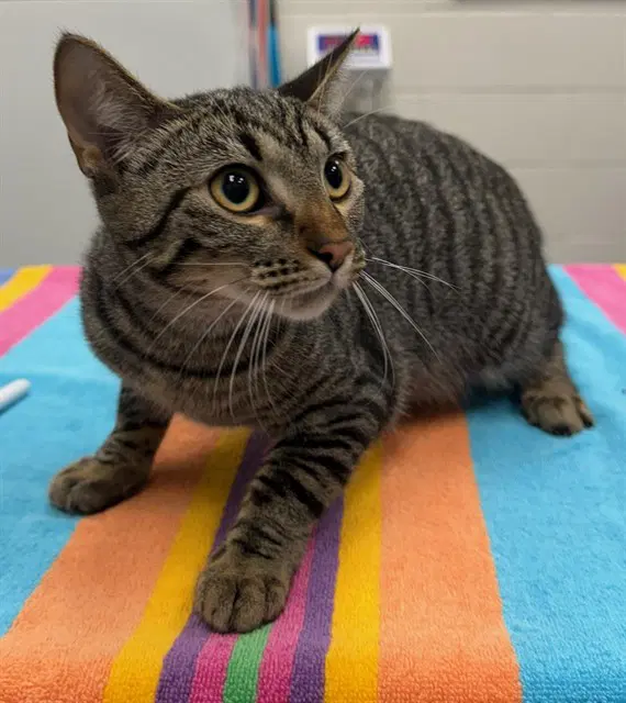 Opehlia Starfall - Domestic Short Hair