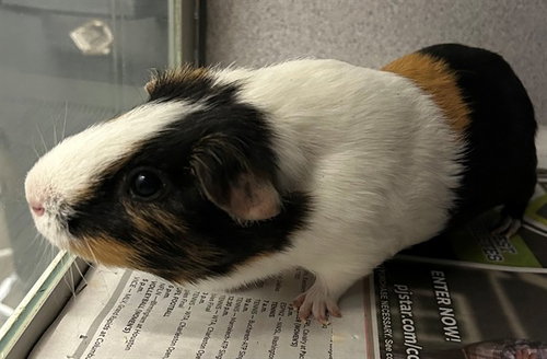 WU, a guinea pig for adoption from Peoria Animal Welfare Shelter