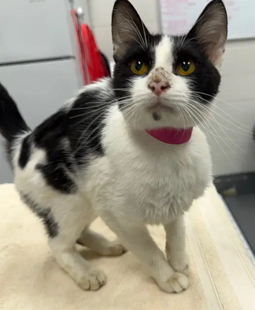 Gravy - Domestic Short Hair