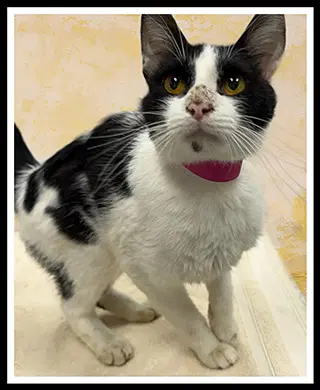Gravy - Domestic Short Hair