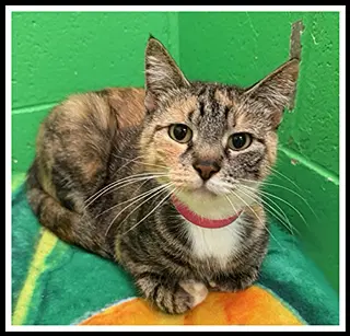 Lily Ann - Domestic Short Hair
