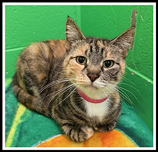 picture of the cat needing adoption