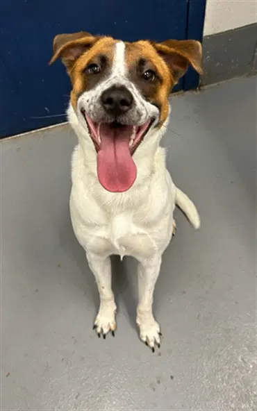 Sassafras - Australian Cattle Dog/Blue Heeler